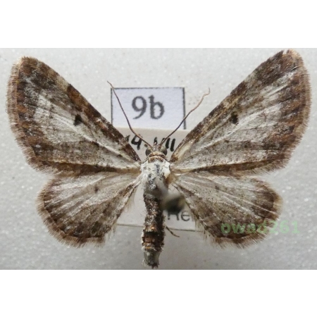Eupithecia succenturiata (Linnaeus, 1758) Czech9b
